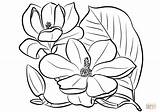 Magnolia Grandiflora Colorare Kwiaty Magnolii Kolorowanka Disegno Liście Disegnare Supercoloring Druku sketch template
