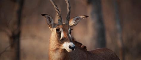 roan antelope african wildlife foundation