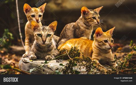 cat family lies middle image photo  trial bigstock