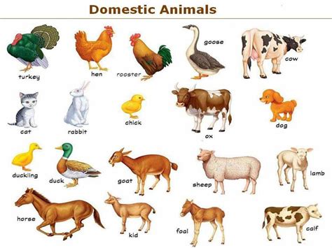 learn english vocabulary  pictures farm domestic animals esl buzz