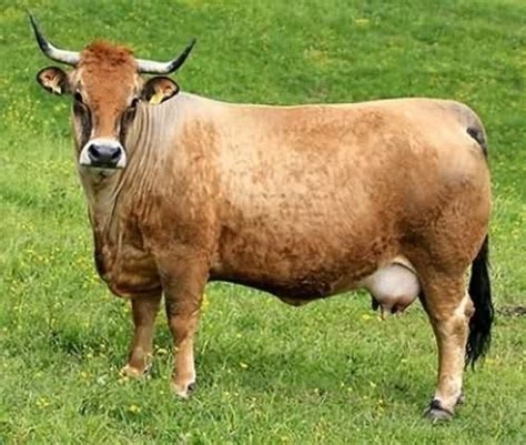 Pictures Of Beef Cattle And Dairy Cattle Beef Cattle