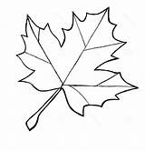 Leaf Coloring Pages Leaves Maple Sketch Sugar sketch template