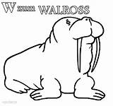 Walrus Walross Ausmalbilder Cool2bkids sketch template