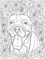 Coloring Pitbull Pages Adults Printable Iheartdogs Via sketch template