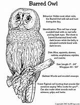 Owl Barred Designlooter sketch template