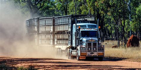 kenworth  livestock road train review kenworth australia