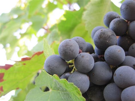 merlot wine grapes flavor character history wine food pairing tips