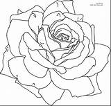 Bush Coloring Rose 59kb 2640 sketch template