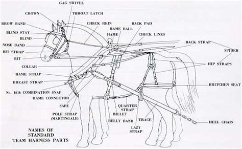 horse harness draft horses percheron horses