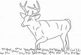 Deer Enjoyable sketch template