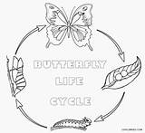 Schmetterling Lebenszyklus Coloringhome Coloringbay sketch template