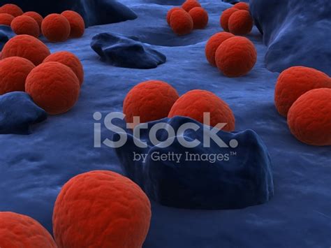 coccus bacteria stock photo royalty  freeimages