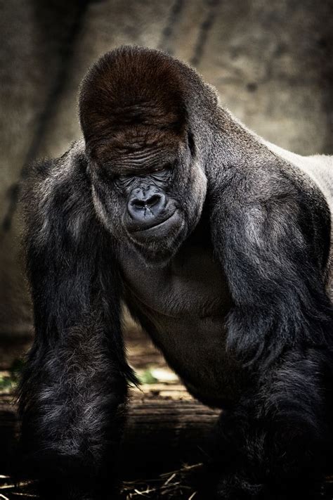 silverback silverback gorilla gorilla animals wild