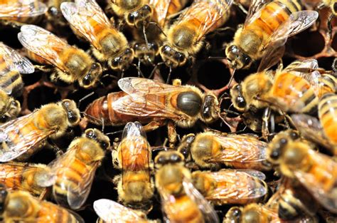 bee queens  notch blocking  minions  boffins  register