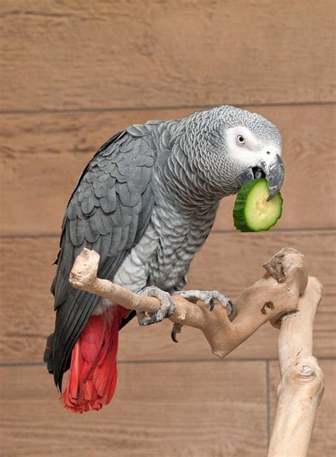 african grey parrot facts african grey parrots  pets cockatiels  pets