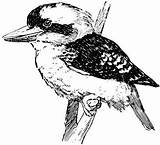 Kookaburra Colouring Clipart Coloring Search Google Clip Australian Birds Australia Etc Animals Carpenter Sketch Small Medium Head Body Template Kingfisher sketch template