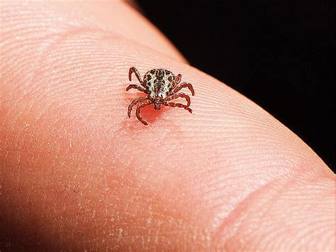 lyme disease map pinpoints high risk areas      cbs news