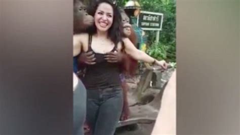 watch orangutang gropes woman at safari world in bangkok metro video