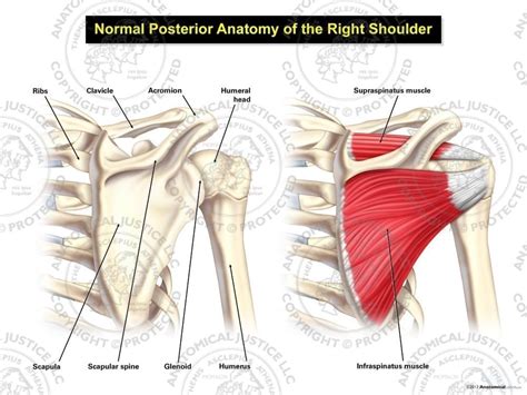 normal posterior anatomy    shoulder