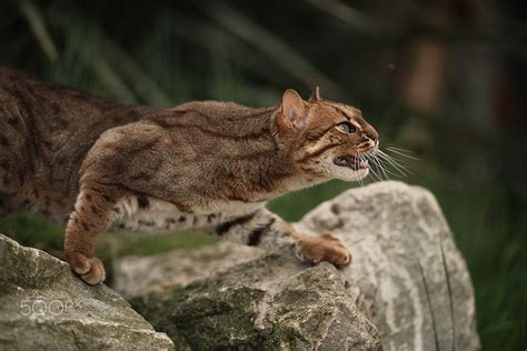 rusty spotted cat    whf  kent rusty spotted cat small wild cats cats