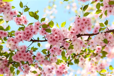 cherry blossoms flowers wallpapers top  cherry blossoms flowers