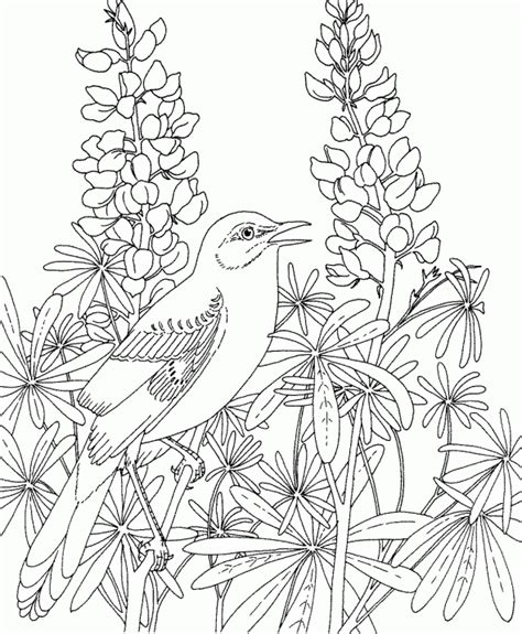 birds  flowers coloring pages coloring pages kids