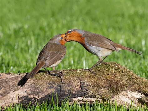 robins mate  life   uk unianimal