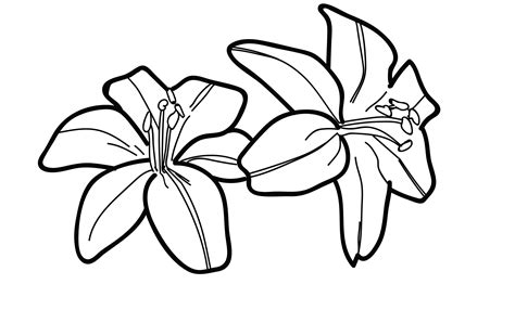 lily flower drawing pictures  getdrawings