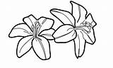 Tiger Lilies Transparent Lilly Getdrawings Bunga Webstockreview Pngwing Hitam Bakung Populer Beginilah Bingkai sketch template