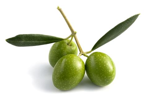 meaning  symbolism   word olive