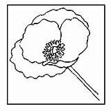 Colorat Maci Coquelicot Flori Planse P01 Coloriage Imprimer Desene Primiiani Activite Voturi Vizite Plansa Gentil Interferente sketch template