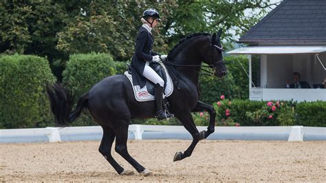 selection difficulties  aussie dressage riders equestrian life