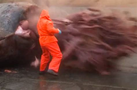 Graphic Video Dead Sperm Whale Explodes As Faroe Islands Worker Tries