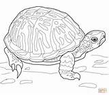 Turtle Box Ornate Coloring Pages Drawing Turtles Printable Supercoloring Terrapin Sheets Animals Crafts Adult Pet Animal Tortoises Bible Cartoons Select sketch template