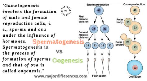 difference between mammalian sperm and mammalian ovum sperm vs ovum md