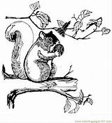 Squirrel Nut Coloring Online Printable Animals Color sketch template