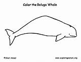Coloring Beluga Whale Support Sponsors Wonderful Please Coloringnature sketch template