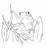 Frog Sapos Poison Dart Eyed Bestcoloringpagesforkids sketch template