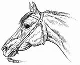Horse Coloring Pages Women Bridle Horsemanship Drawing Color Getdrawings Equinest sketch template