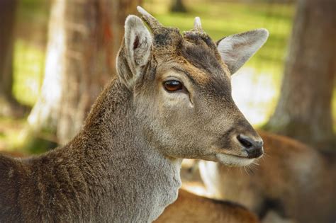 fallow deer fallow deer roe deer  stock photo public domain pictures