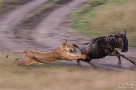 lion chasing  wildebeest  lion chasing  wildebeest   flickr