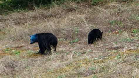 Black Bear With Blue Head Spotted In Mission B C British Columbia