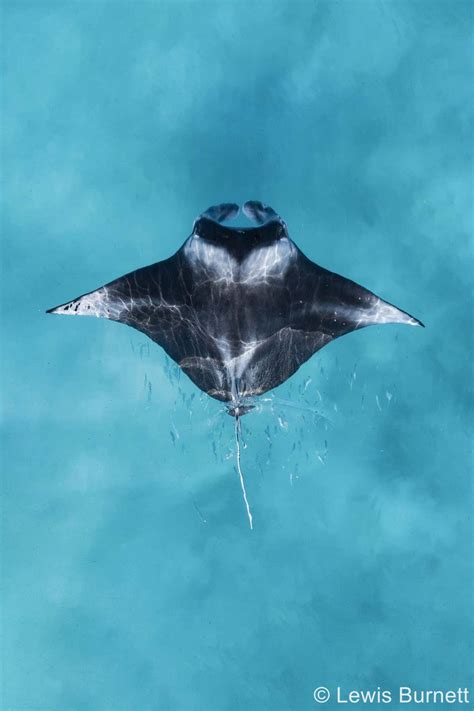 award winning shot   reef manta ray    drone  scientist