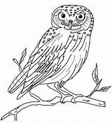 Owl Coloring Pages Burrowing Getcolorings sketch template