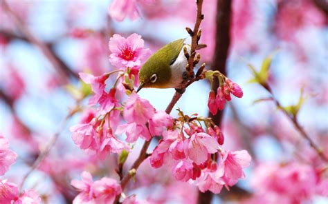 cherry blossoms bird wallpaper