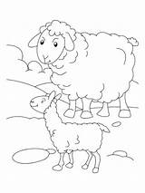 Mewarnai Domba Gambar Sheep Anak Momjunction Paud sketch template