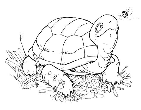 printable turtle coloring pages  kids animal place