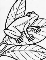 Ranas Amphibian sketch template