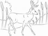 Deer Coloring Walking Mule Pages Printable Categories sketch template