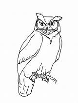 Drawing Owl Outline Horned Line Owls Simple Great Tattoo Realistic Animal Drawings Easy Clipart Kids Branch Coloring Template Cartoon Getdrawings sketch template